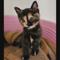 Cruela, adorable chaton à l'adoption