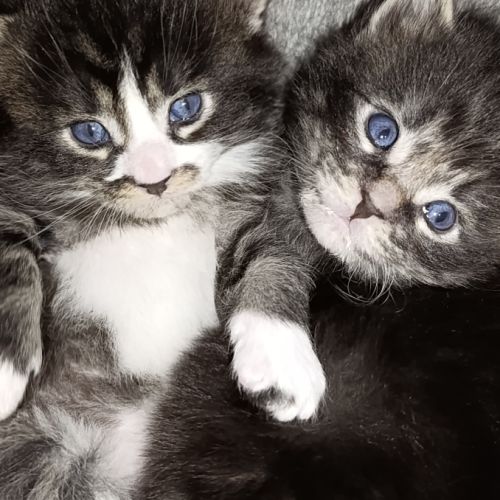 Chatons maine coons #1