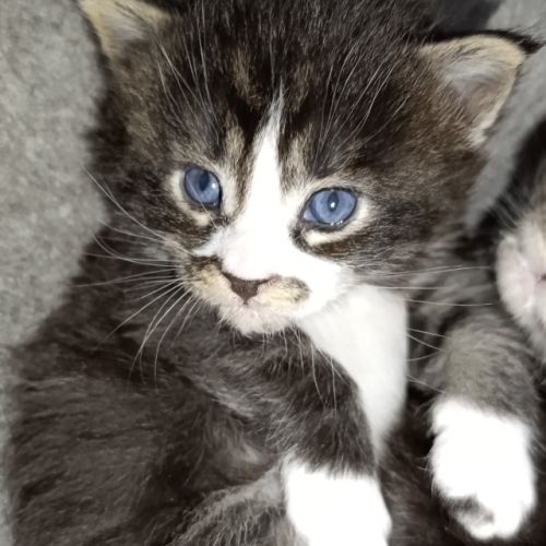 Chatons maine coons #2