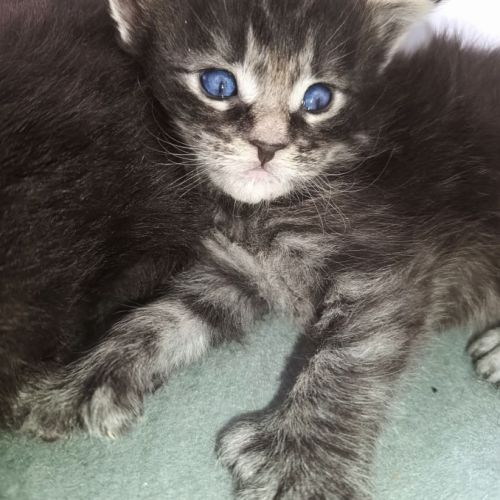 Chatons maine coons #3