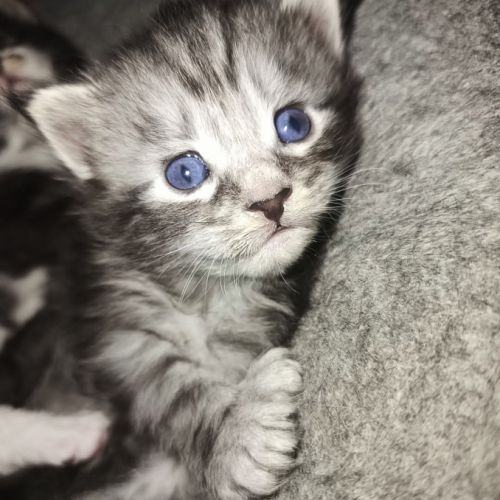 Chatons maine coons #4