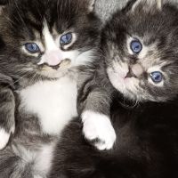 Chatons maine coons #1