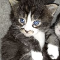 Chatons maine coons #2