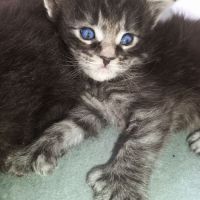 Chatons maine coons #3