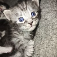 Chatons maine coons #4