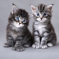 Chatons maine coons #0