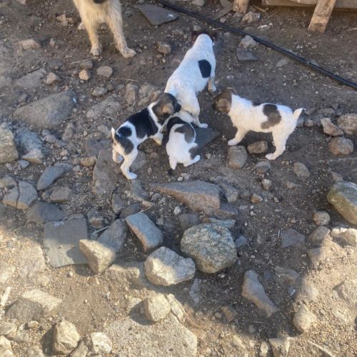 Chiots jack x labrit #1