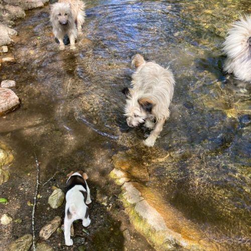 Chiots jack x labrit #2