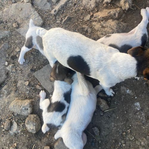 Chiots jack x labrit