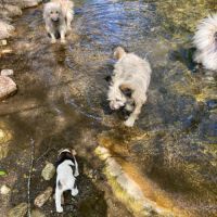 Chiots jack x labrit #2