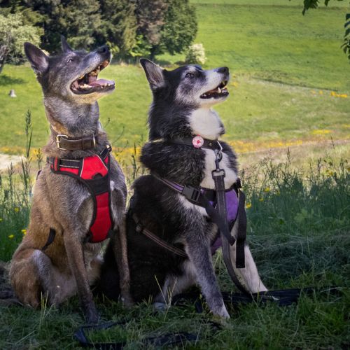 Malia et kiara à l'adoption