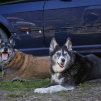 Malia et kiara à l'adoption #1