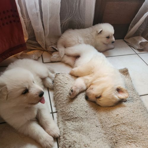 Chiots berger suisse à vendre #2