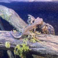 Gecko à crête #1