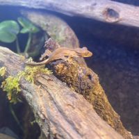 Gecko à crête