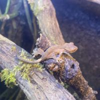 Gecko à crête #3