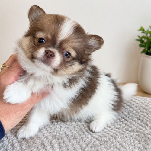 Magnifique pomchi #2