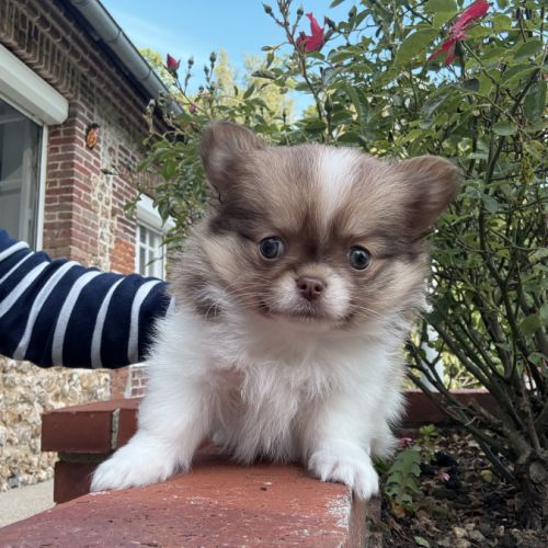 Magnifique pomchi #3