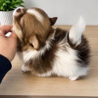 Magnifique pomchi #0