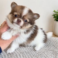 Magnifique pomchi #2