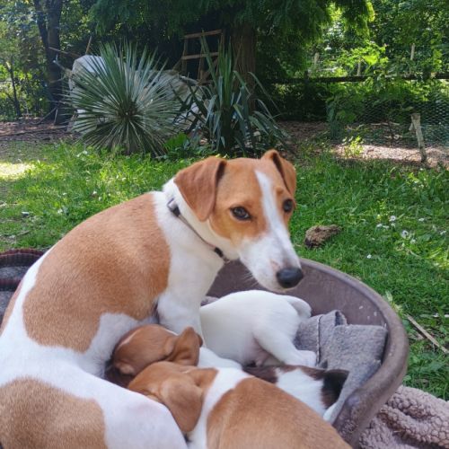 5 magnifiques chiots jack russell à l adoption. #1