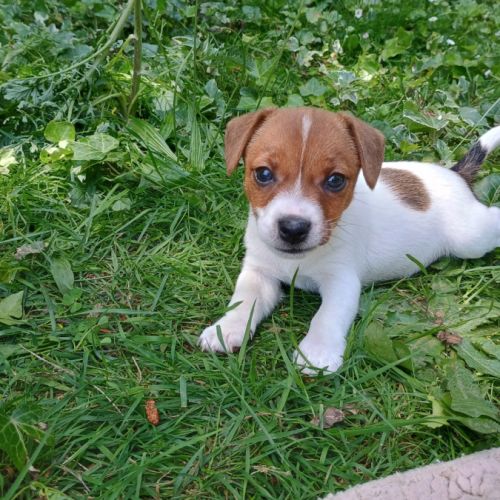 5 magnifiques chiots jack russell à l adoption. #3