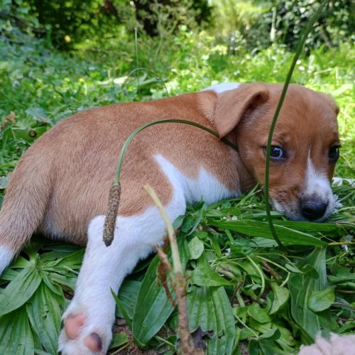 5 magnifiques chiots jack russell à l adoption. #6