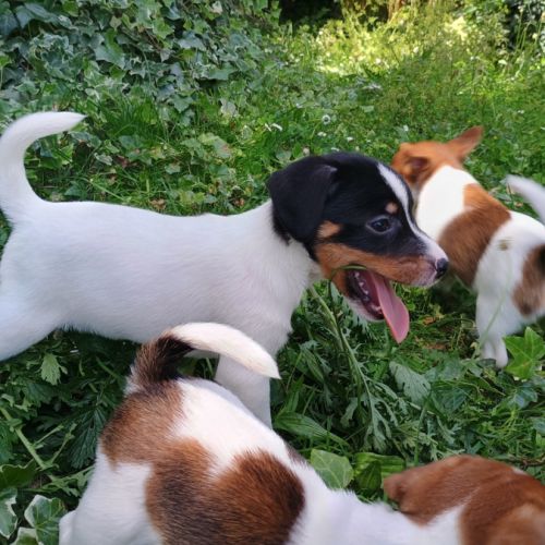 5 magnifiques chiots jack russell à l adoption. #7