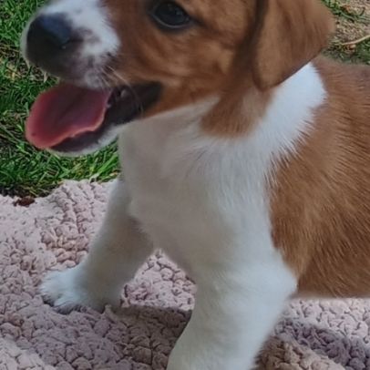 5 magnifiques chiots jack russell à l adoption. #10