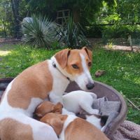 5 magnifiques chiots jack russell à l adoption. #1