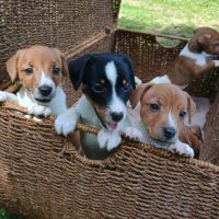 5 magnifiques chiots jack russell à l adoption. #0