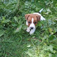 5 magnifiques chiots jack russell à l adoption. #4