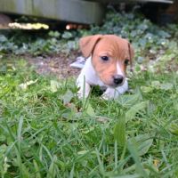 5 magnifiques chiots jack russell à l adoption. #5