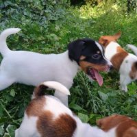 5 magnifiques chiots jack russell à l adoption. #7