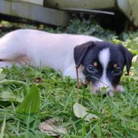 5 magnifiques chiots jack russell à l adoption. #9