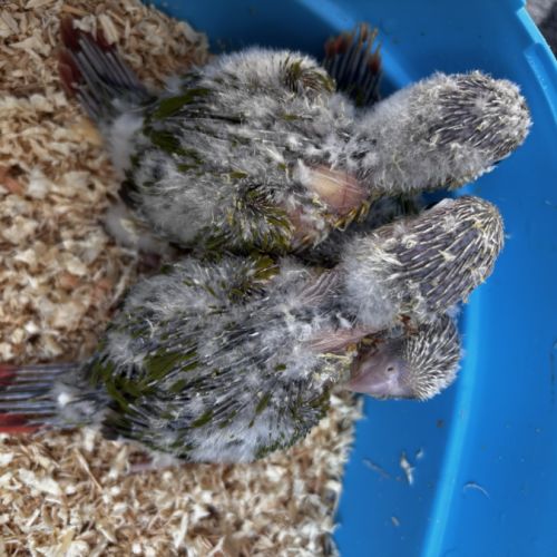 Conures ananas eam – réservation ouverte #2