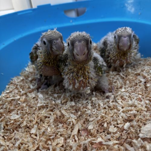 Conures ananas eam – réservation ouverte #4