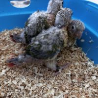 Conures ananas eam – réservation ouverte #1