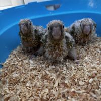 Conures ananas eam – réservation ouverte #3