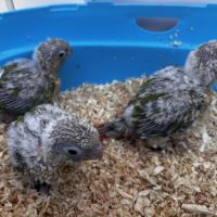 Conures ananas eam – réservation ouverte #6