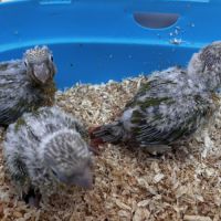 Conures ananas eam – réservation ouverte #7