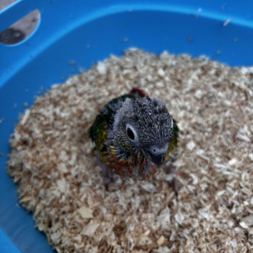 Eam conures hypoxantha – réservation ouverte #2