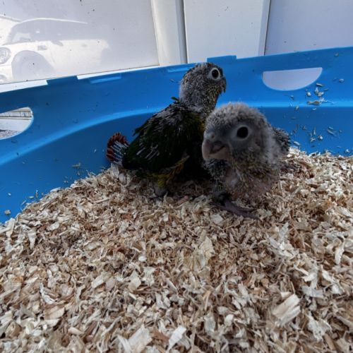 Eam conures hypoxantha – réservation ouverte #0