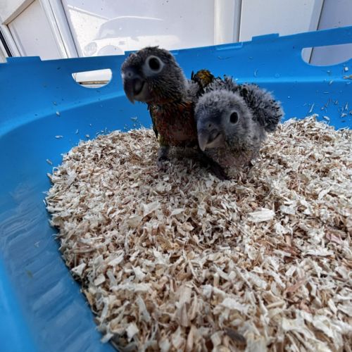 Eam conures hypoxantha – réservation ouverte #5