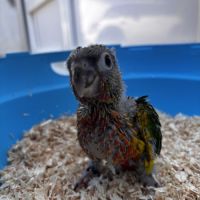Eam conures hypoxantha – réservation ouverte #1