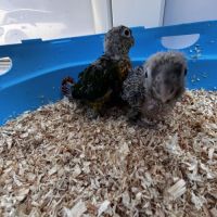 Eam conures hypoxantha – réservation ouverte #3