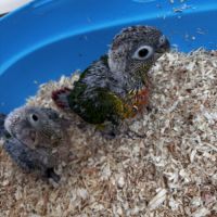 Eam conures hypoxantha – réservation ouverte #6