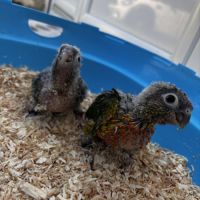 Eam conures hypoxantha – réservation ouverte #7