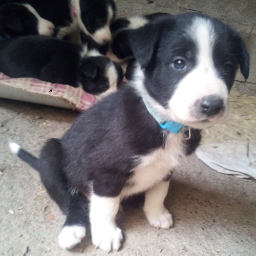 Chiots type border collie #1