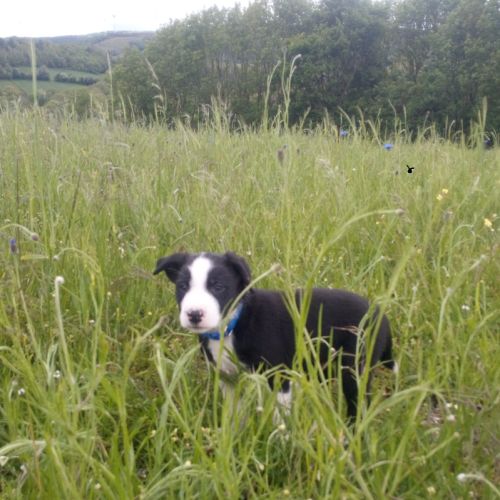 Chiots type border collie